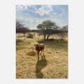 Wildebeest standing in golden grassland with guinea fowl and thorn trees on the South African bushveld, safari wall art poster