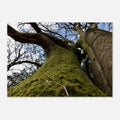 Moss-covered tree trunk seen from below against a blue forest sky, nature wall art poster.