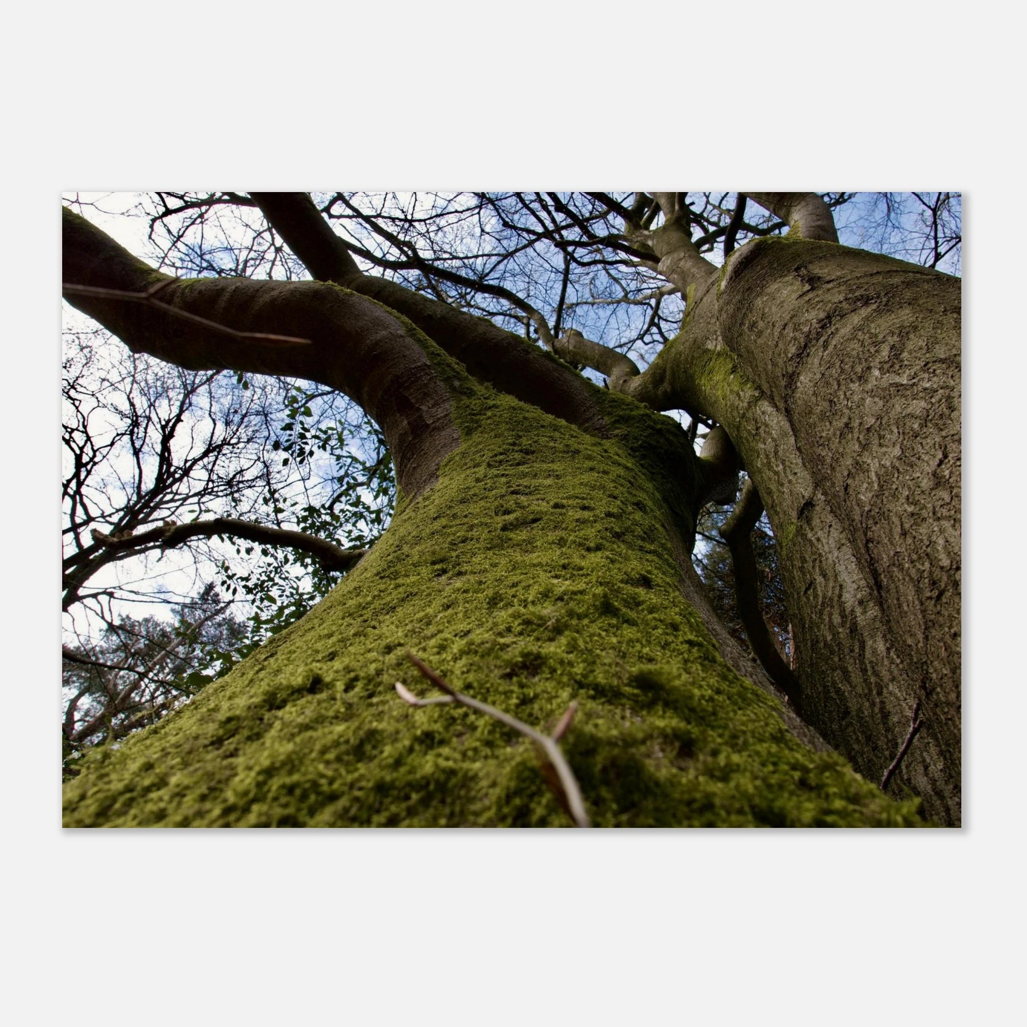 Moss-covered tree trunk seen from below against a blue forest sky, nature wall art poster.
