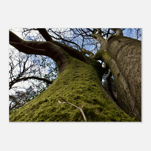 Moss-covered tree trunk seen from below against a blue forest sky, nature wall art poster.