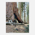 Close-up of a giant sequoia tree trunk marked by fire in a California forest, nature wall art poster