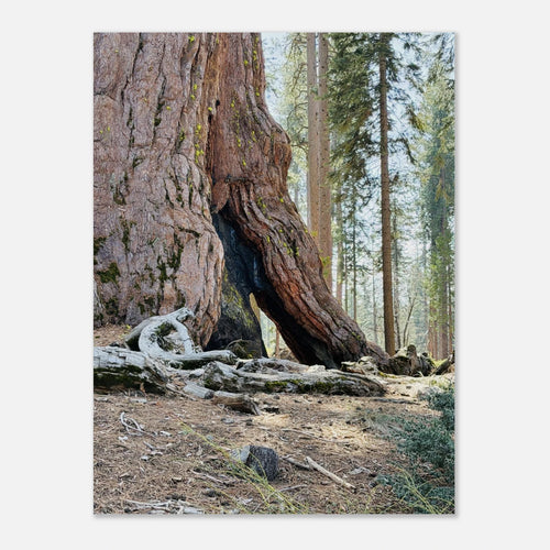 Close-up of a giant sequoia tree trunk marked by fire in a California forest, nature wall art poster
