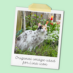 Polaroid-style photo of fluffy calico cat Lina Love standing in a garden among green plants, white flowers, and colourful tulips, on a mint green background with handwritten caption ‘Original image used for Lina icon'.