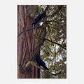 Two ravens sitting on a moss-covered branch of a giant sequoia tree, moody forest wall art poster