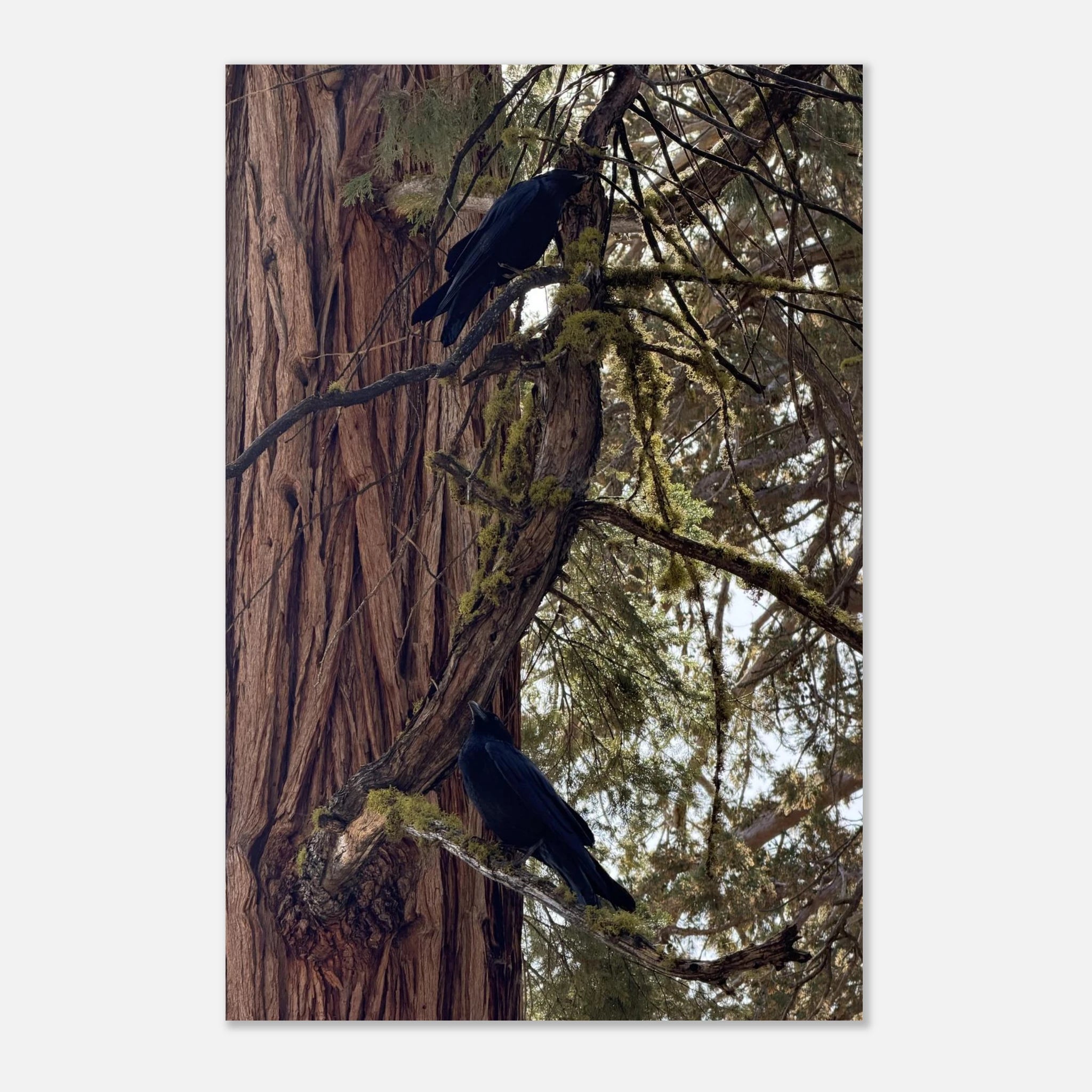 Two ravens sitting on a moss-covered branch of a giant sequoia tree, moody forest wall art poster
